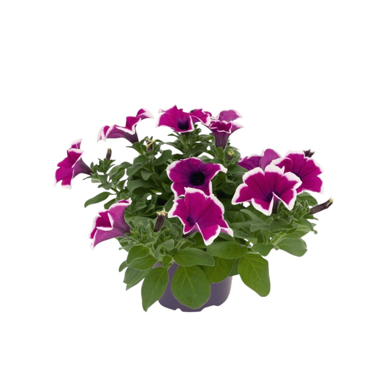 Petunia 17cm