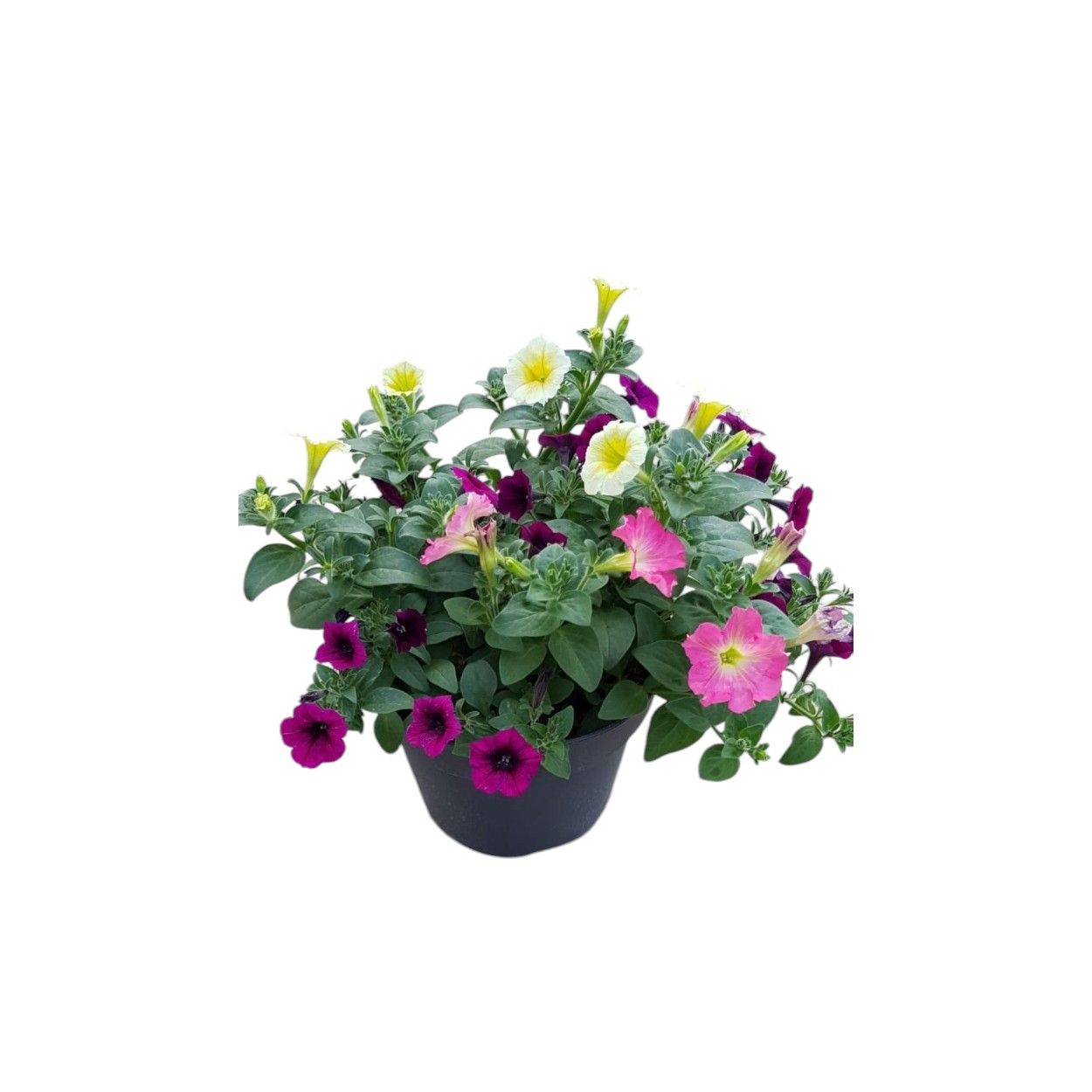 Trixi Mix 17cm