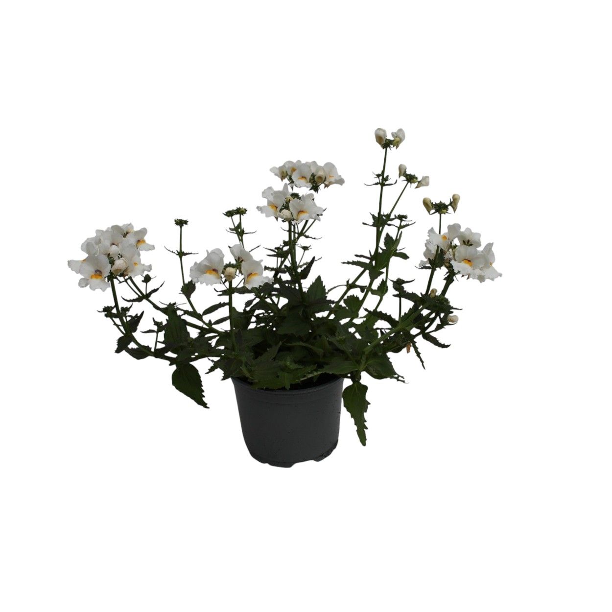 Nemesia 17cm