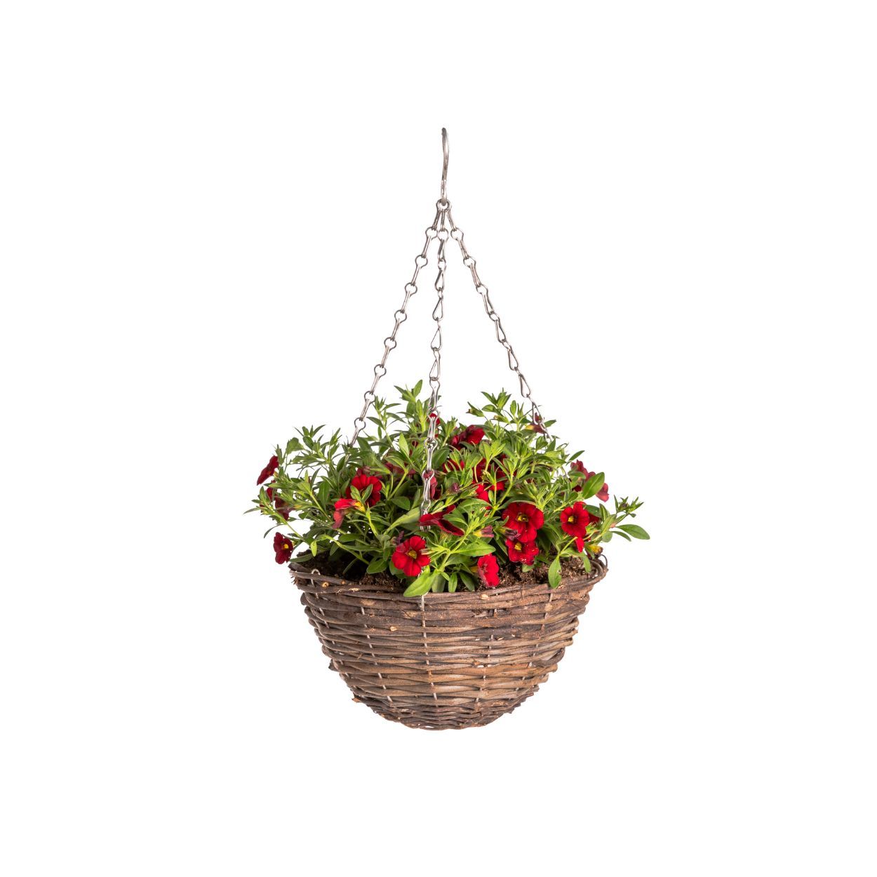 Calibrachoa Wicker Hanging Basket 10inch