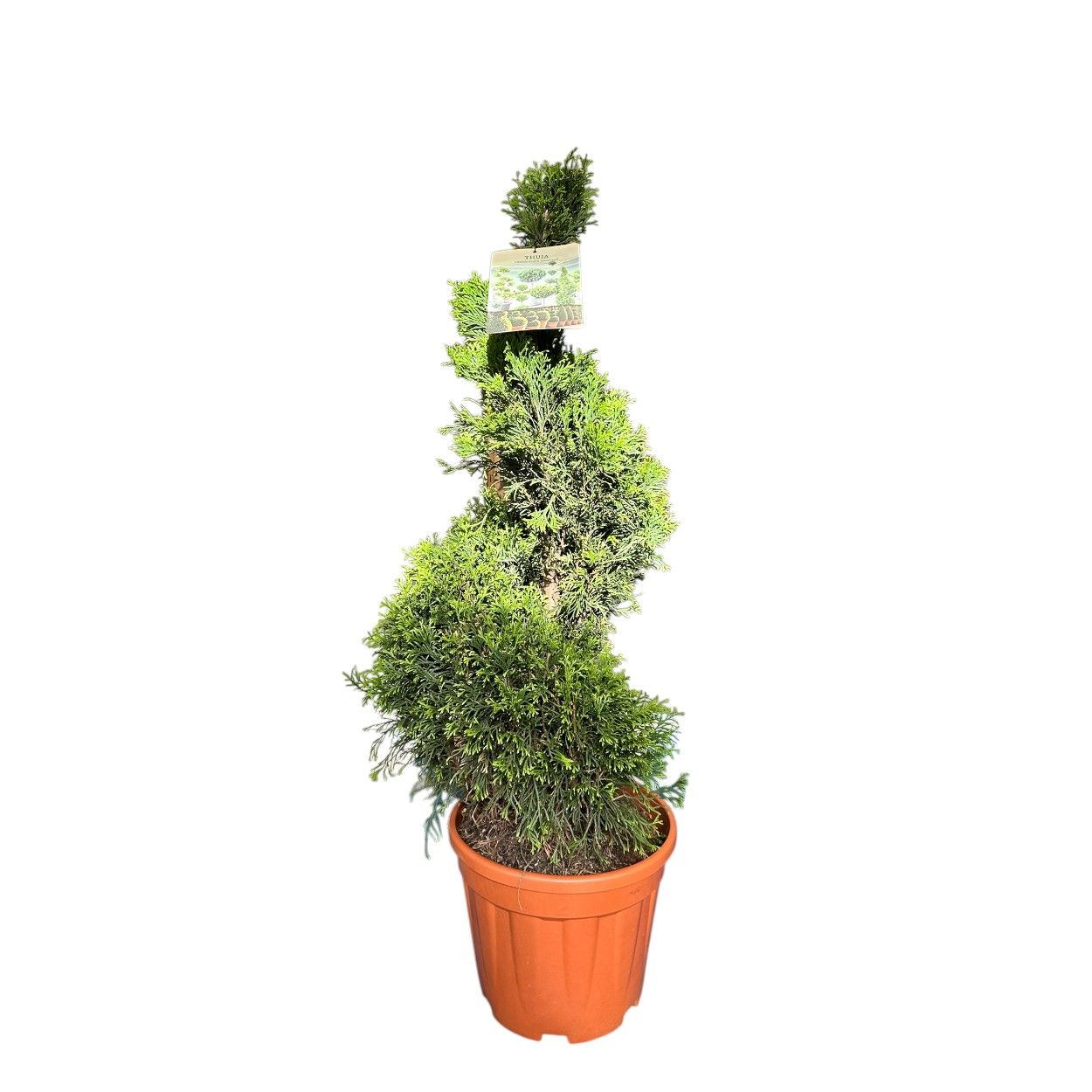 Conifer Spiral Green 10Lt