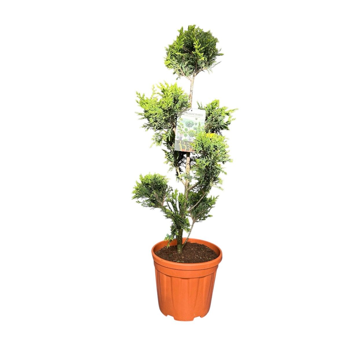 Conifer Topiary 10Lt