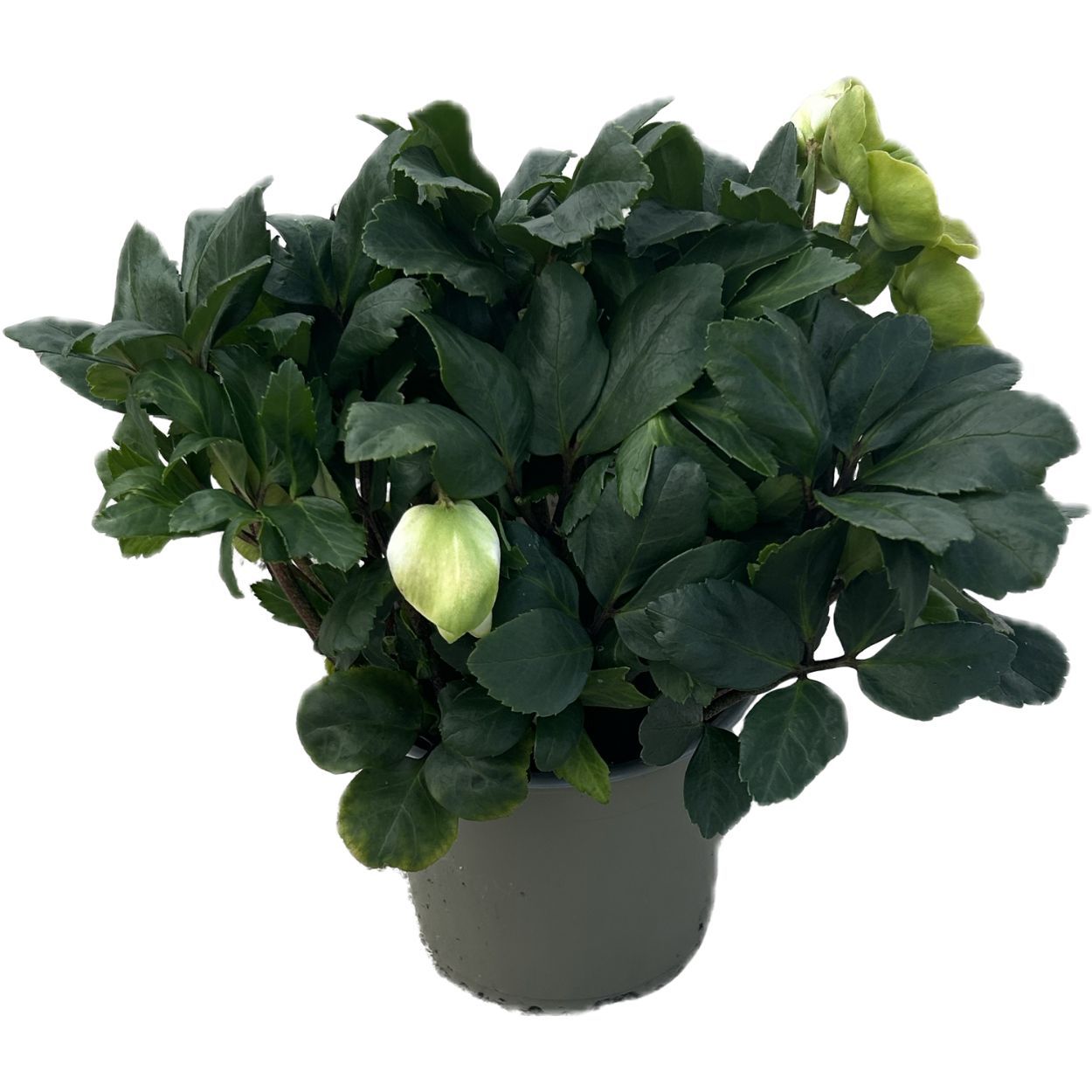 Hellebore 13 CM