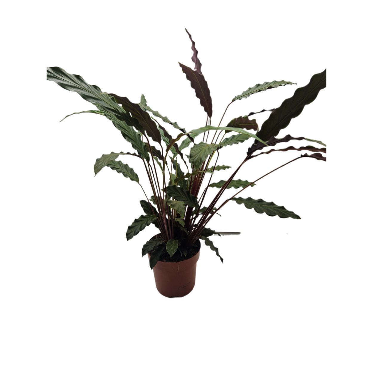 CALATHEA MIX 14CM