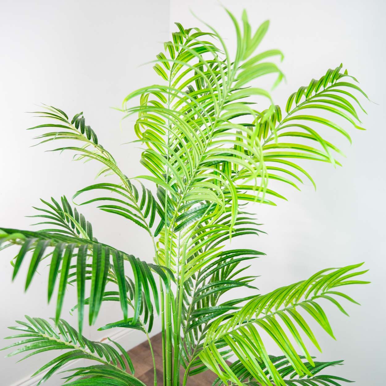 Lady Palm 140cm