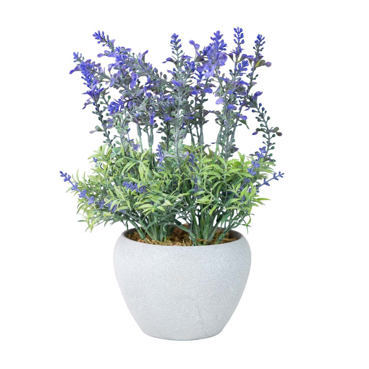 Lavender In White Pot