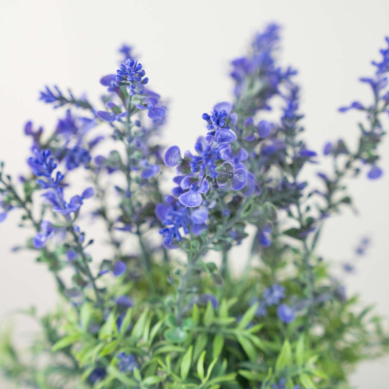 Lavender In White Pot