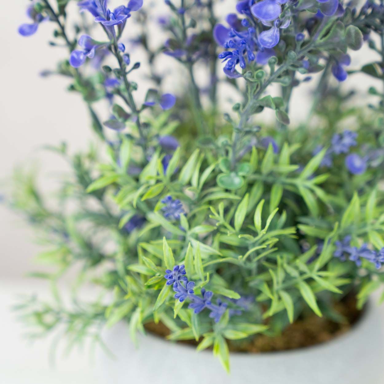 Lavender In White Pot