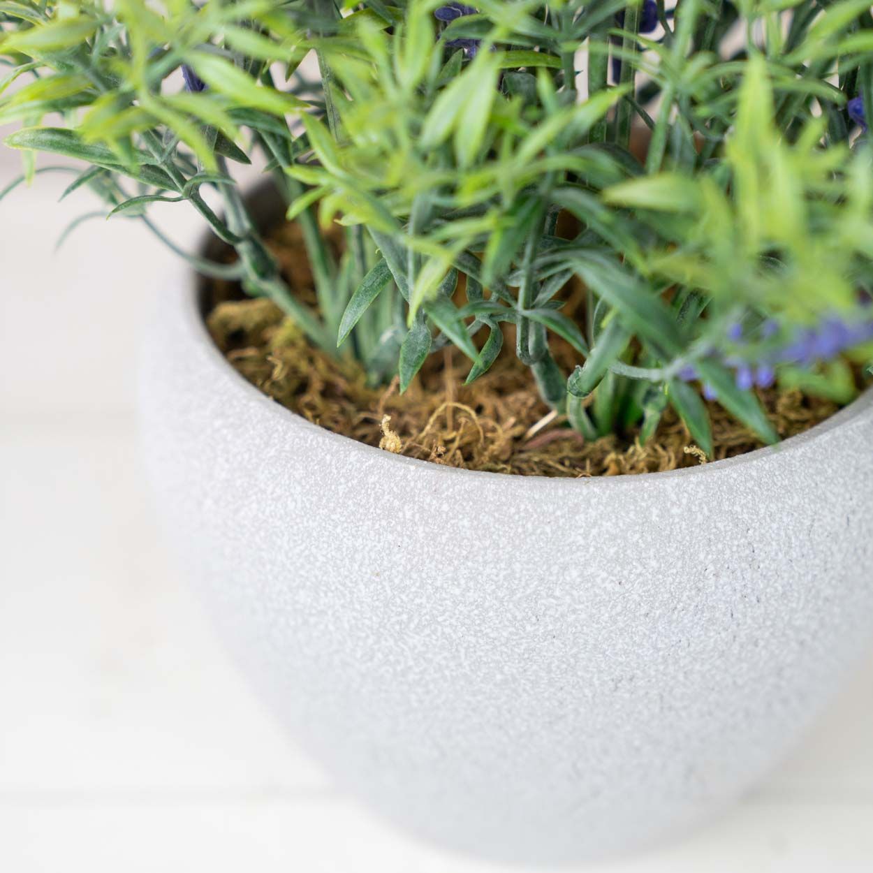 Lavender In White Pot