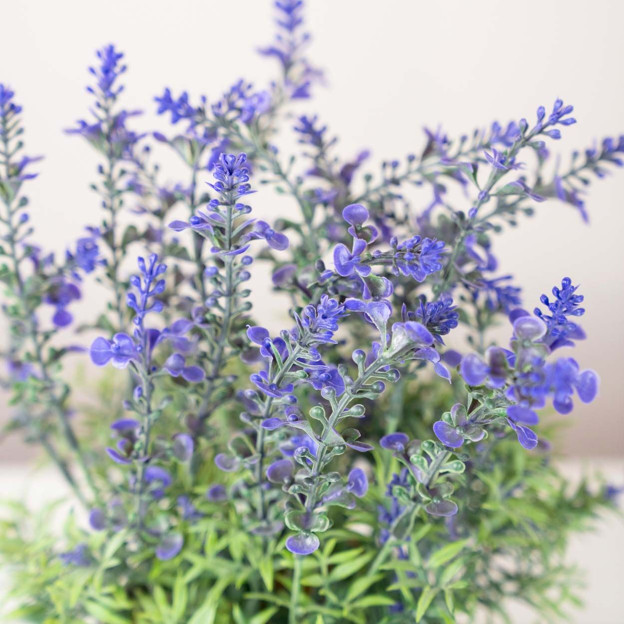 Lavender In White Pot