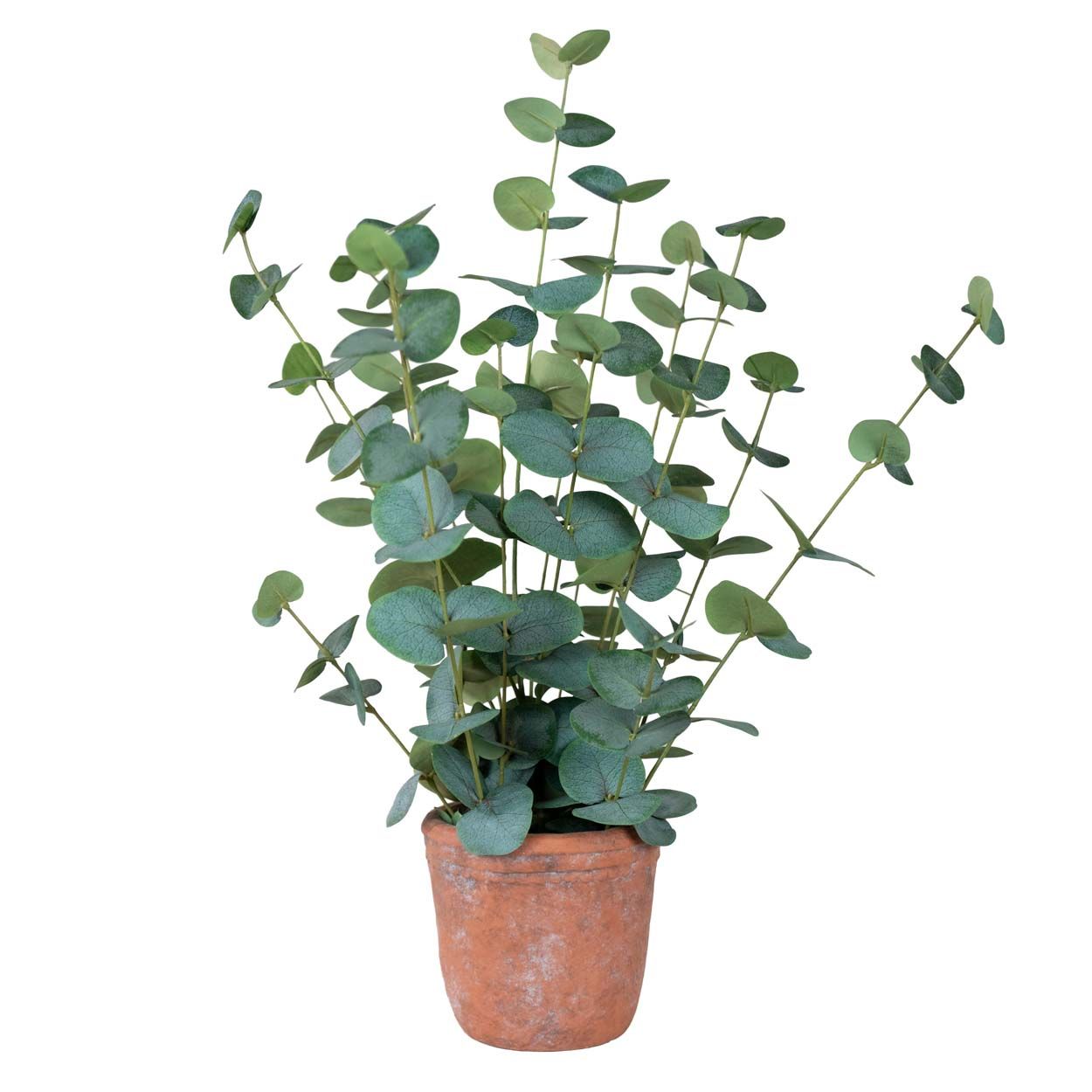 Eucalyptus Silver 55 Cm
