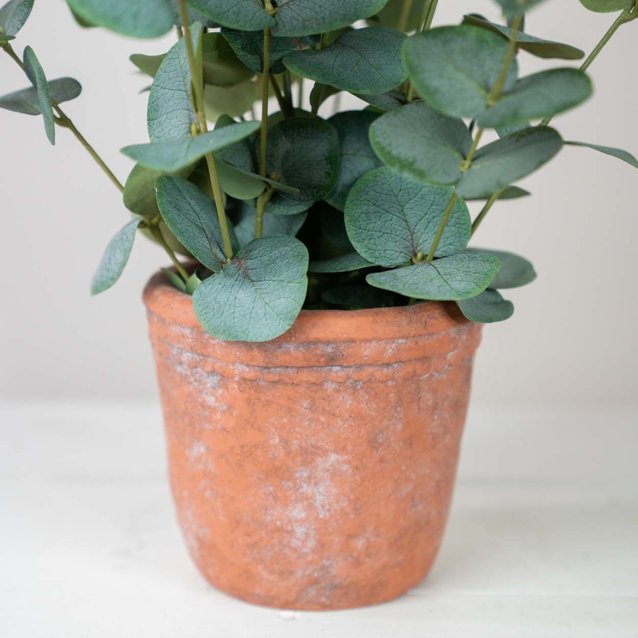 Eucalyptus Silver 55 Cm