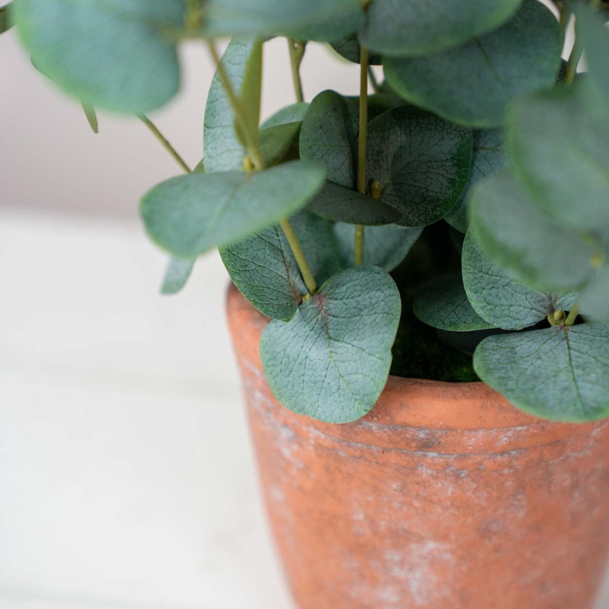 Eucalyptus Silver 55 Cm