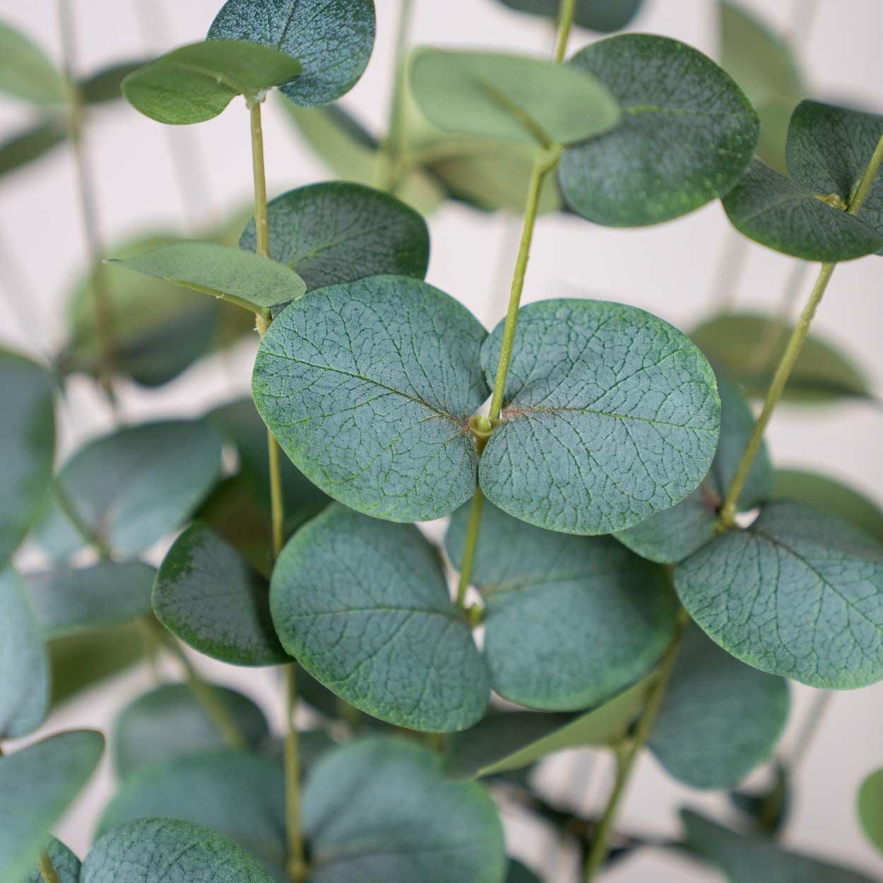 Eucalyptus Silver 55 Cm