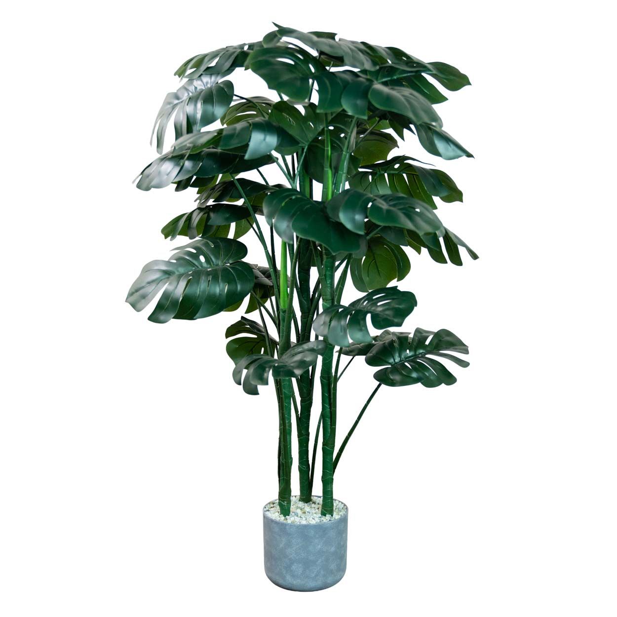 Monstera 120Cm