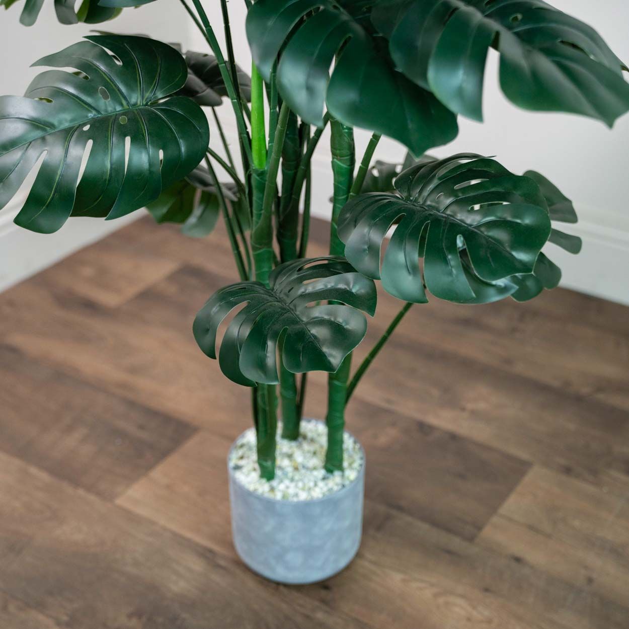 Monstera 120Cm
