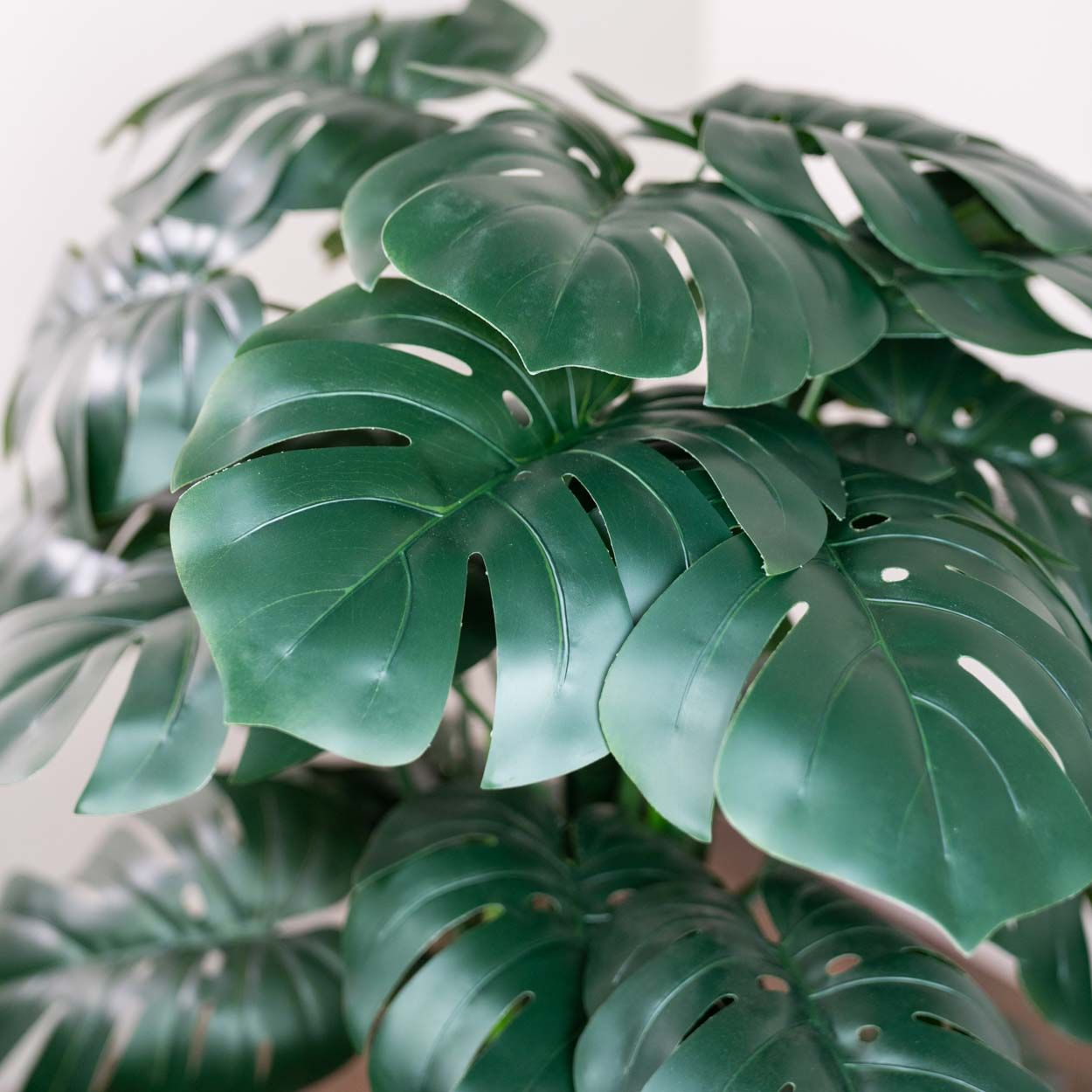 Monstera 120Cm