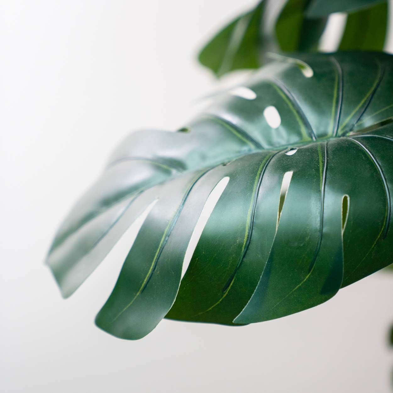 Monstera 120Cm