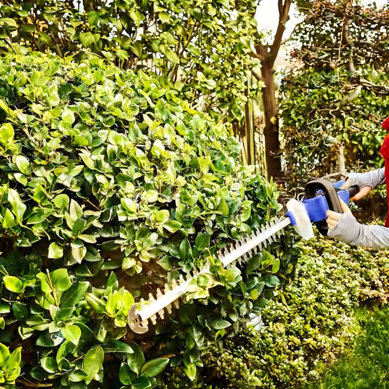 ProCut 20V Cordless Hedge Trimmer