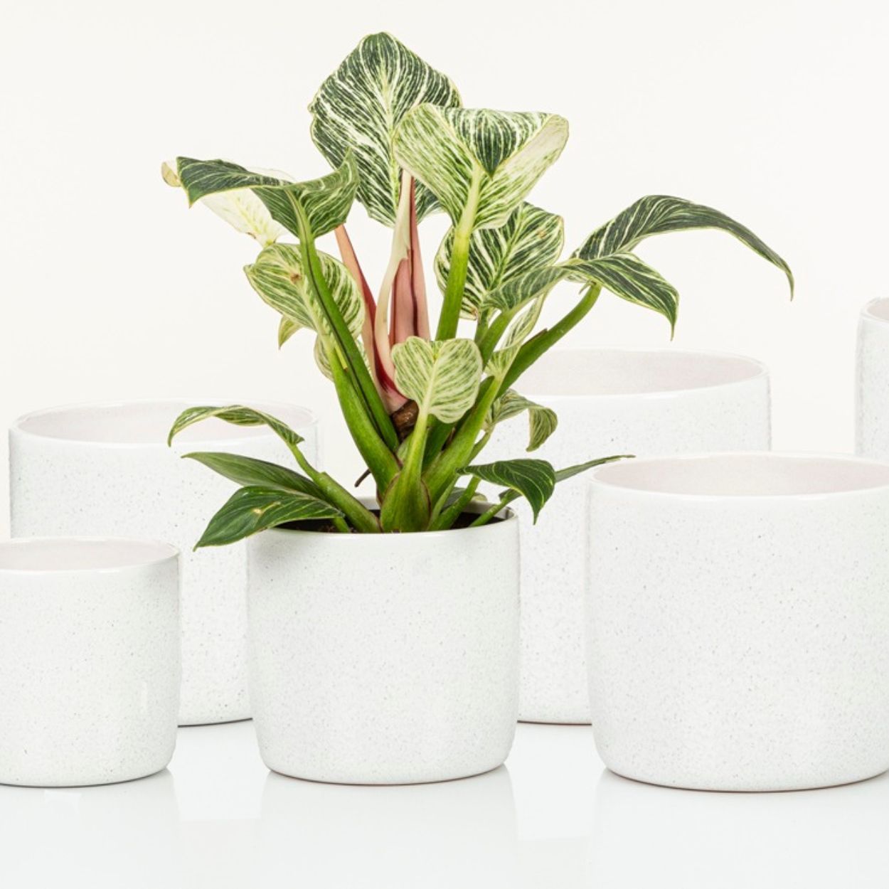 Scheurich Glazed Pot 24cm Perla