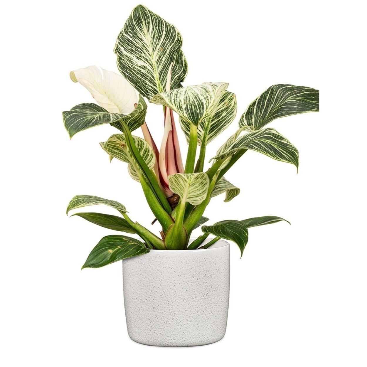 631 19 Scheurich Monaco Pot 19cm Panna