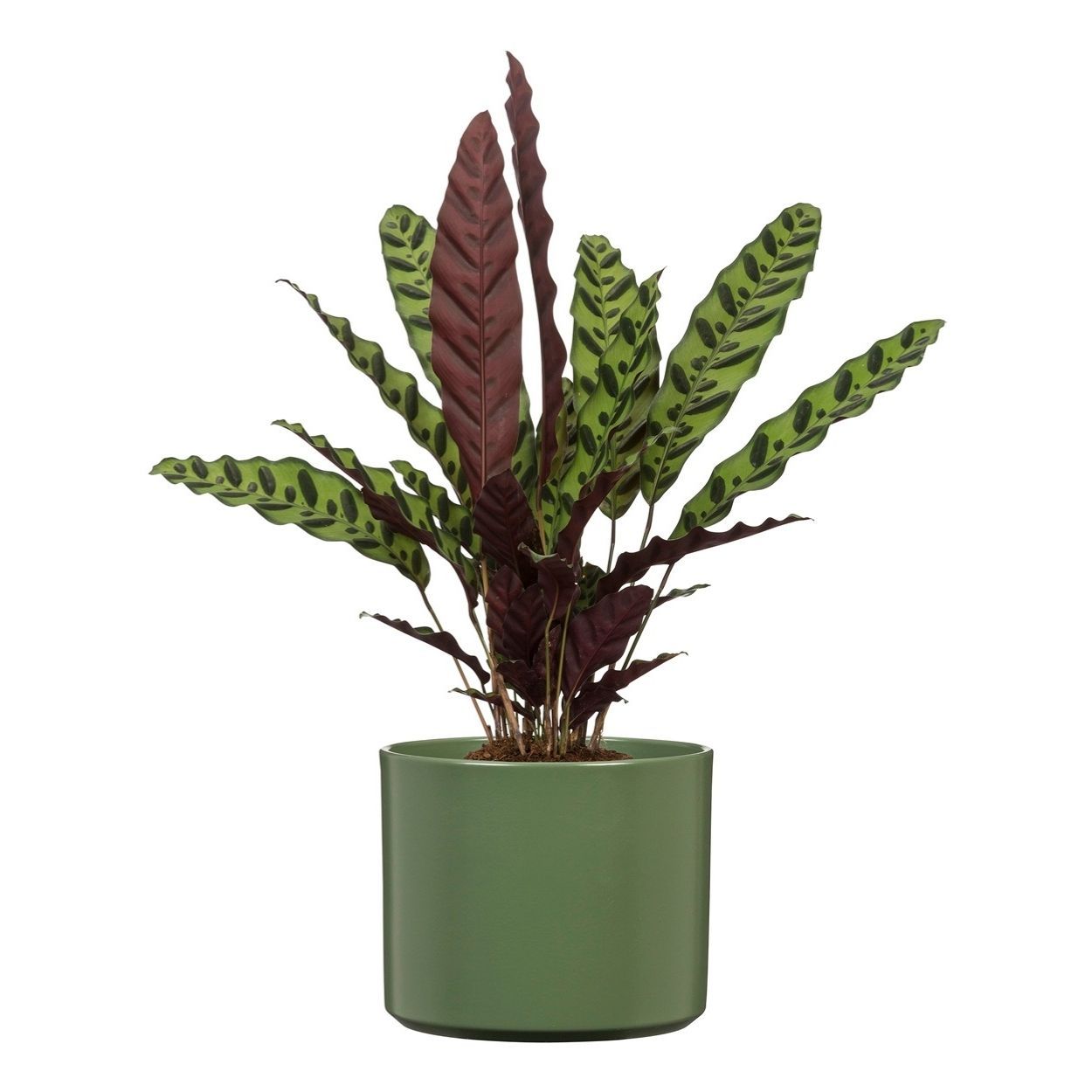 631 19 Scheurich Monaco Pot 19cm Mytre