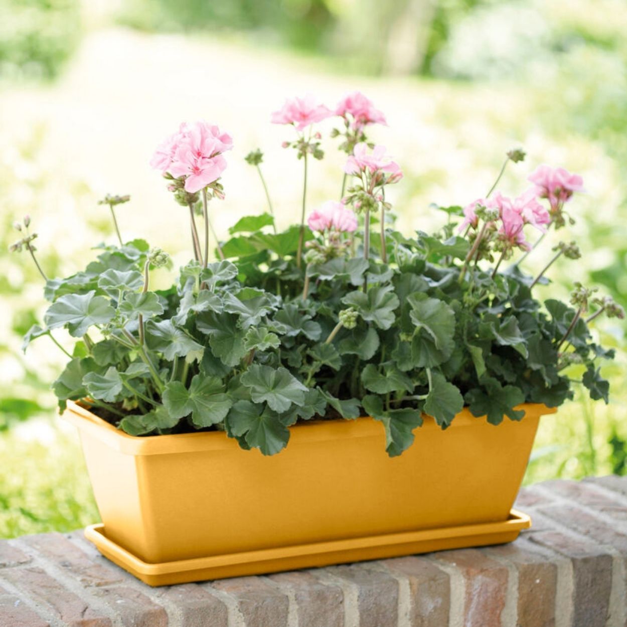 Barcelona Trough cm 70cm Yellow