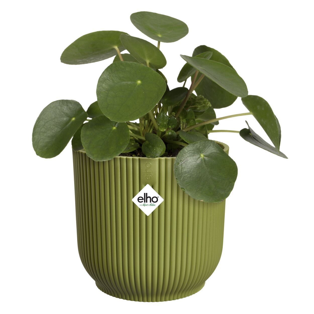 Vibes Fold Round 18cm Green