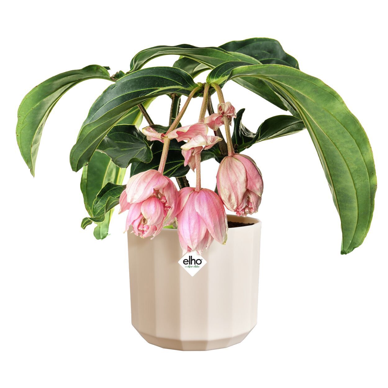 Facet Round 19cm Pink