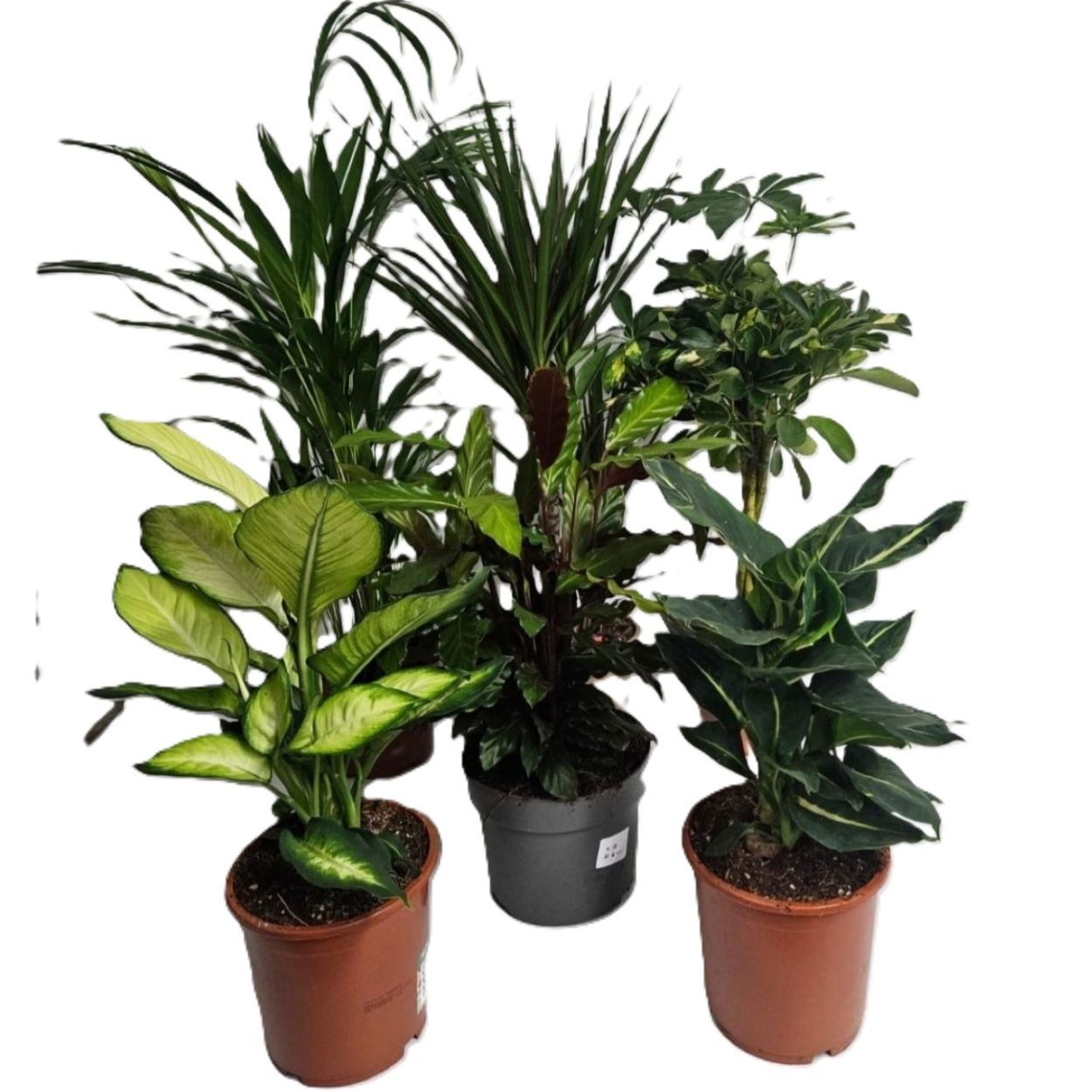 Mix Plants 17cm