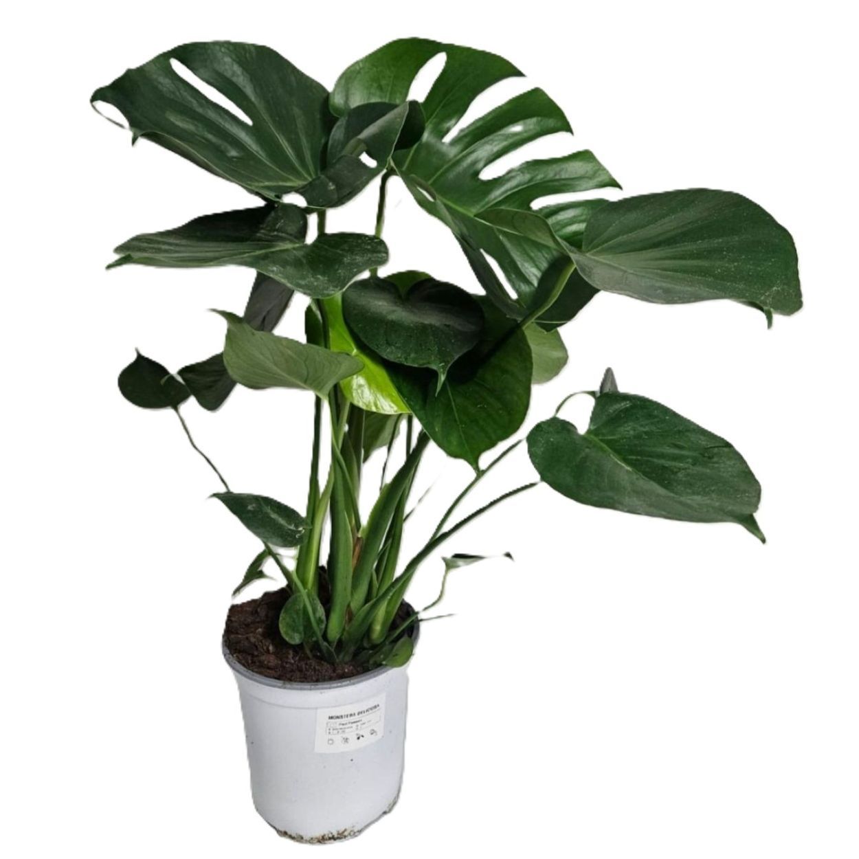 Monstera Deliciosa 19cm