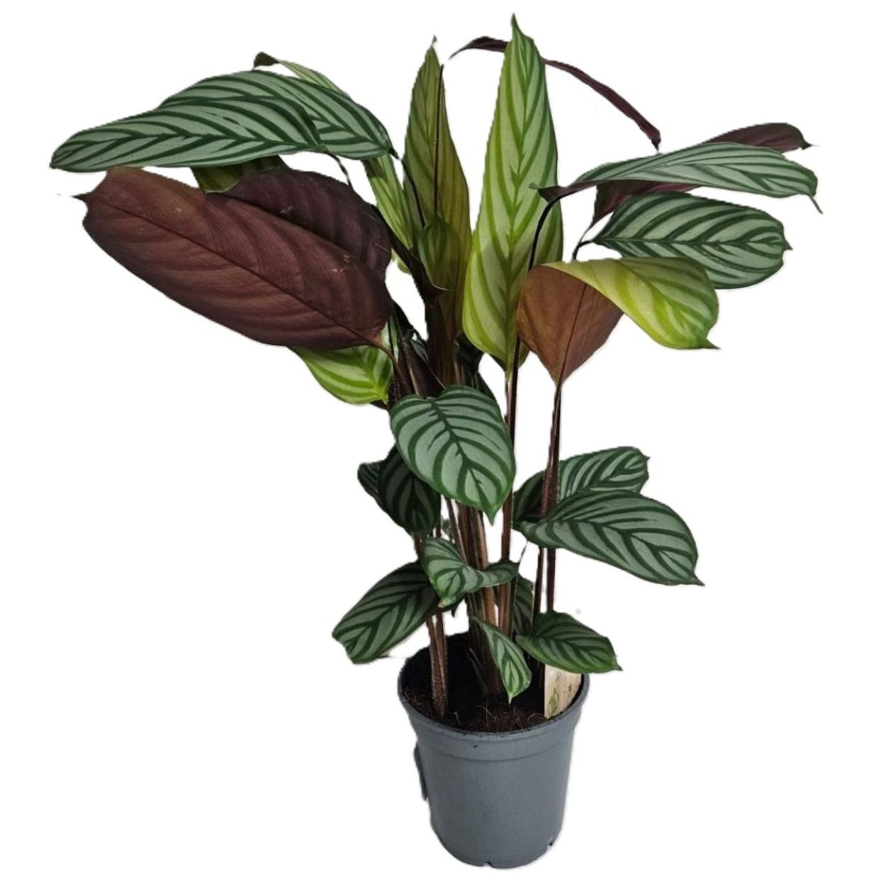 Ctenanthe Oppenheimiana 17cm