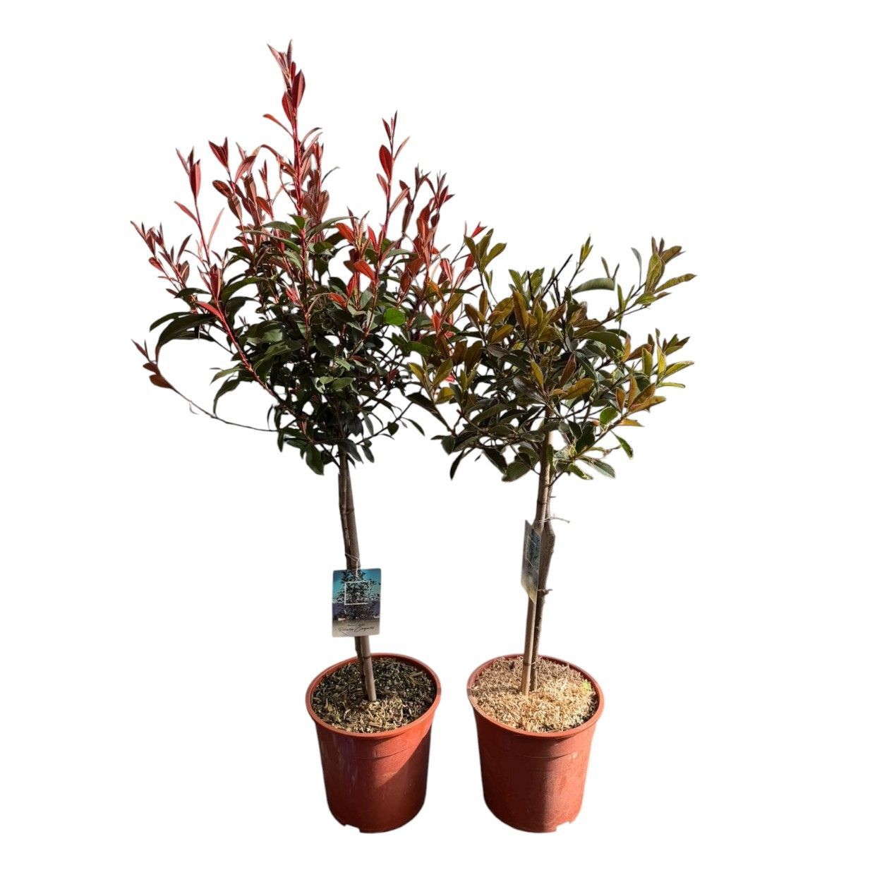 Shrub  Mix Quarter Stem