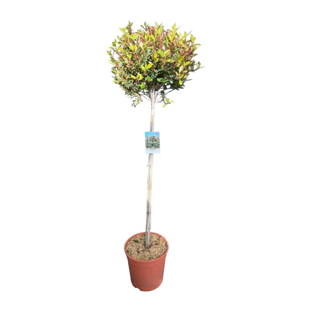 Shrub Mix Half Stem