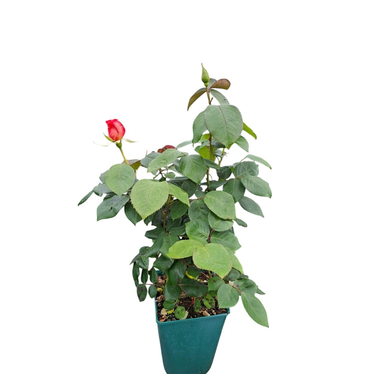 Warm Wishes Rose