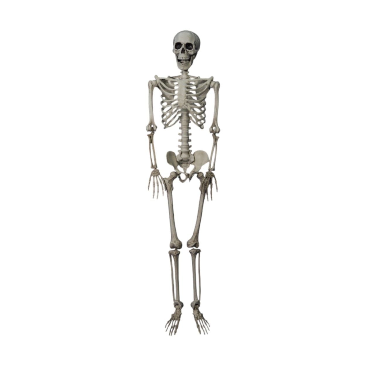 Hanging Posable Skeleton 90cm