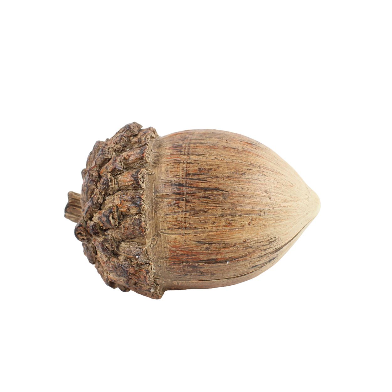 Acorn Brown 11 x 7cm