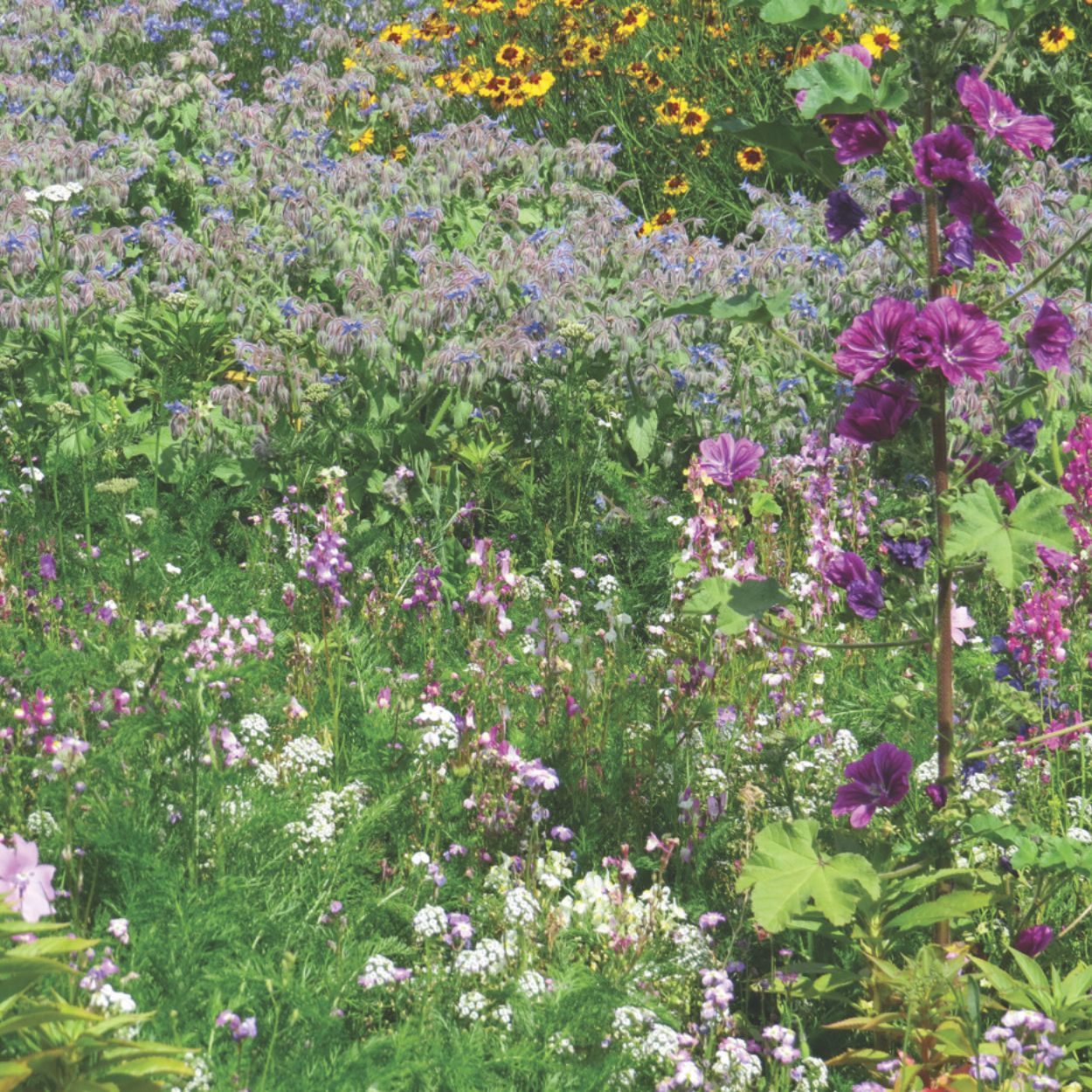Wild Flowers Woodland Shade Mix