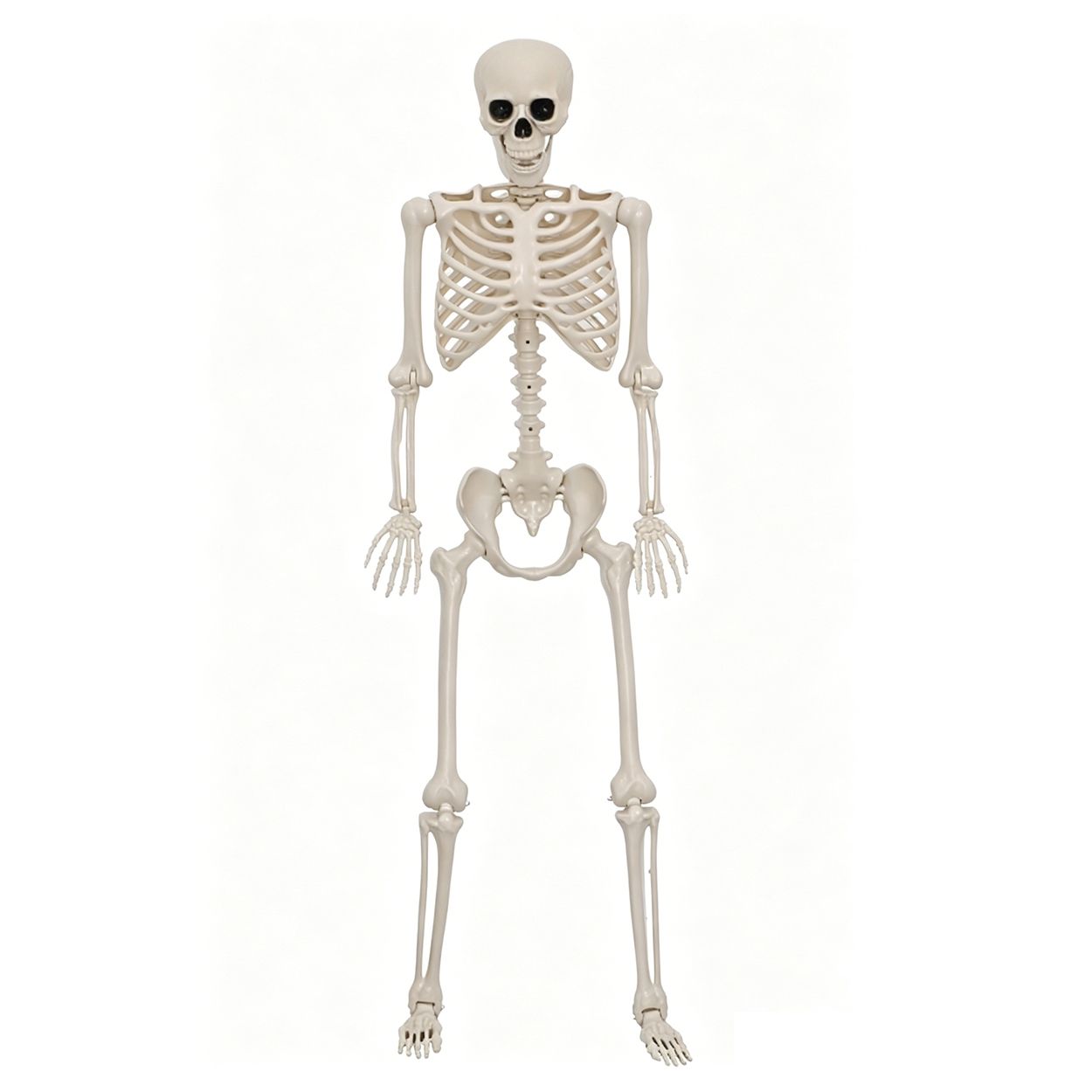 Skeleton Life Size 165cm