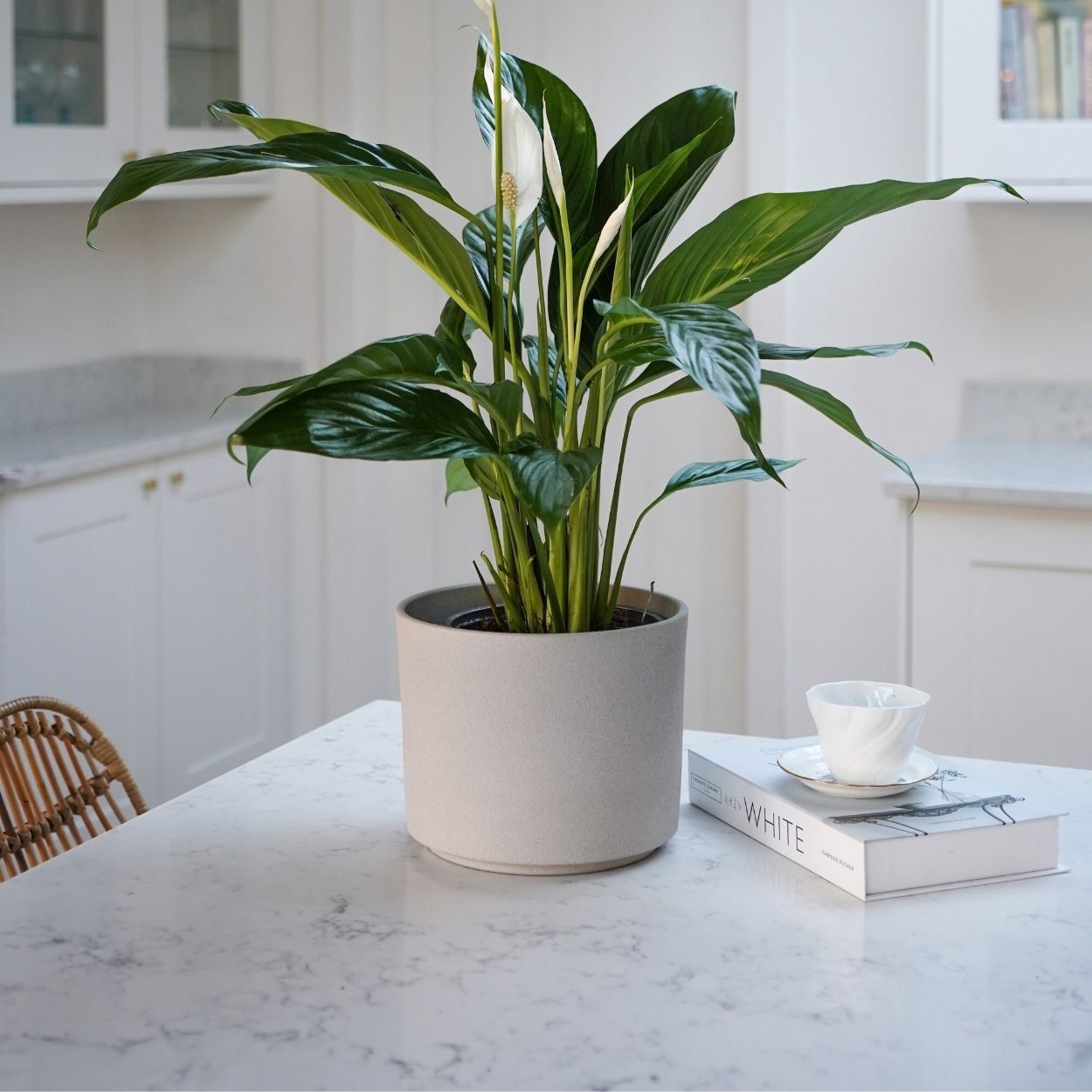 Leon Planter Blue 12cm
