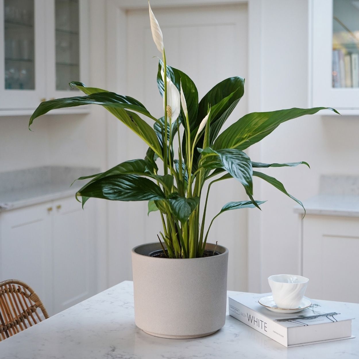 Leon Planter Blue 15cm