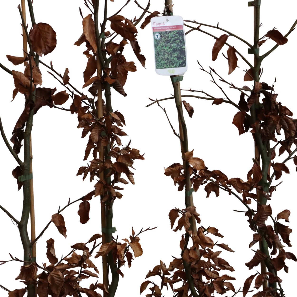 Fagus Sylvatica 20lt 15 Units