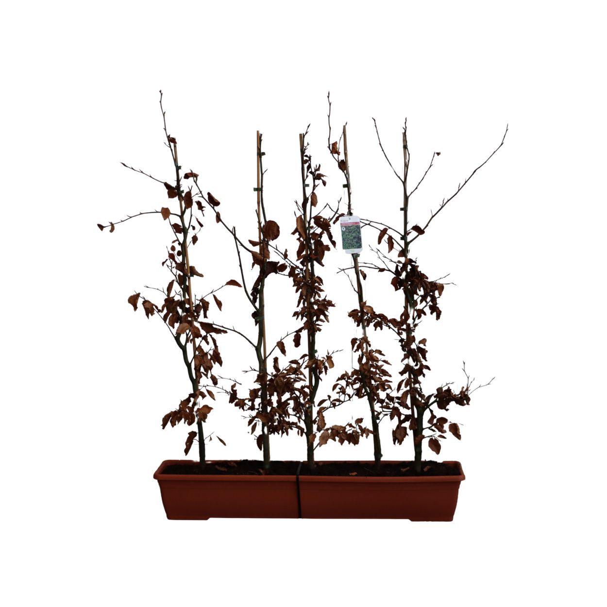 Fagus Sylvatica 20lt 15 Units