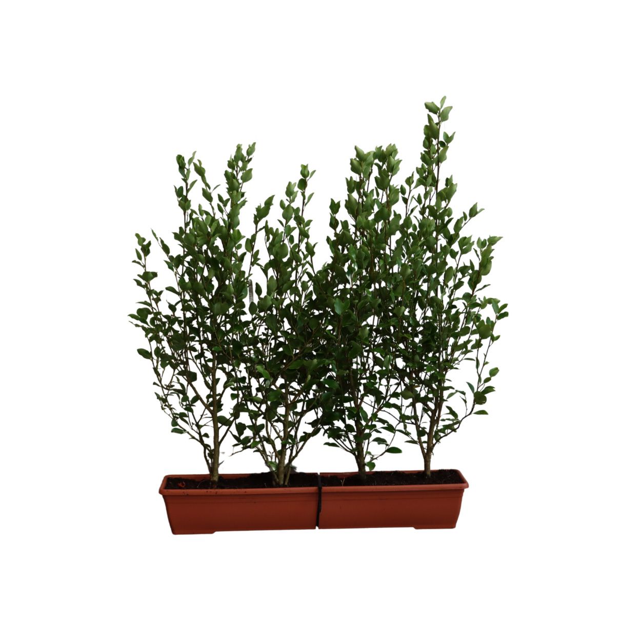 Griselinia Littoralis 20lt Trough 10 Units