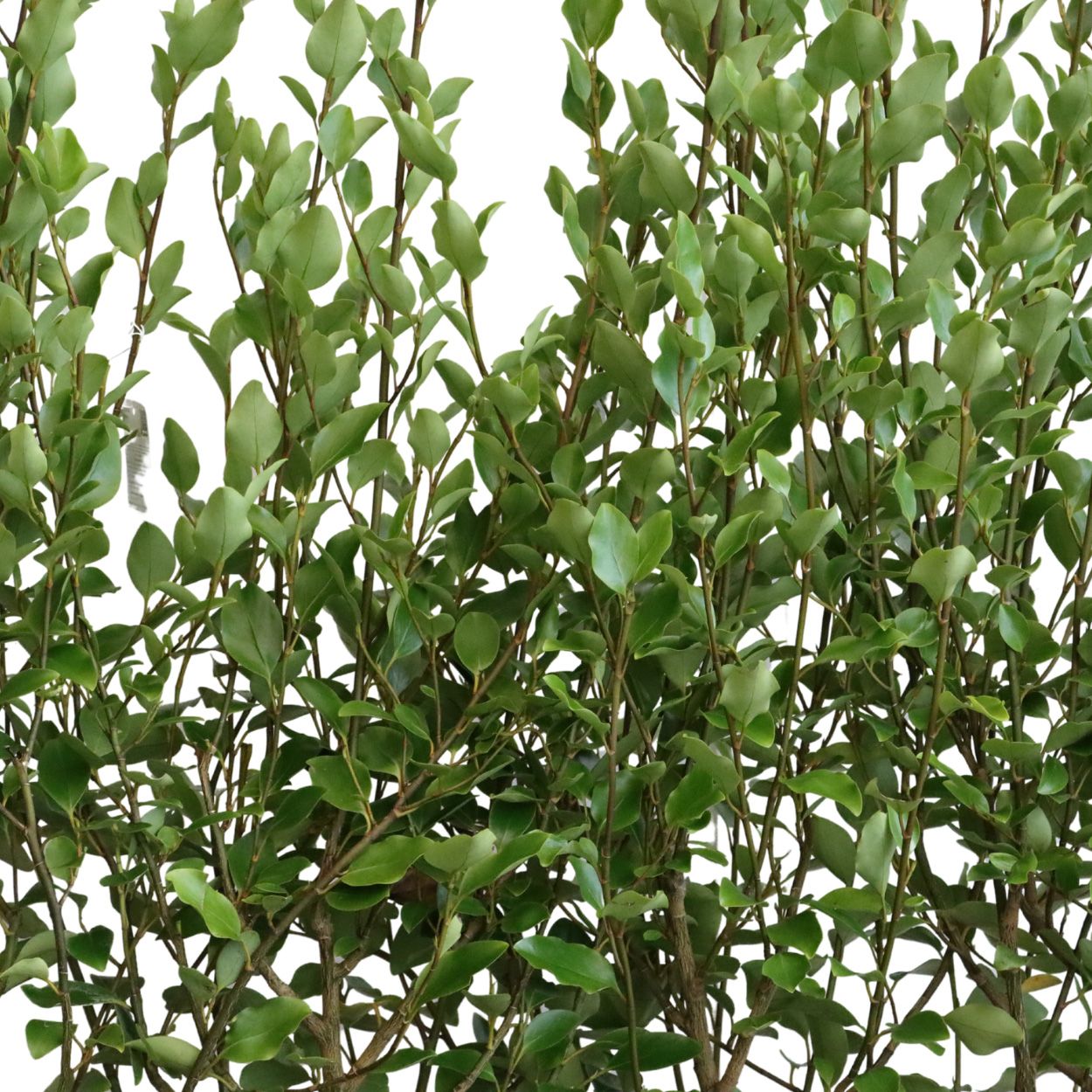 Griselinia Littoralis 20lt Trough 15 Units