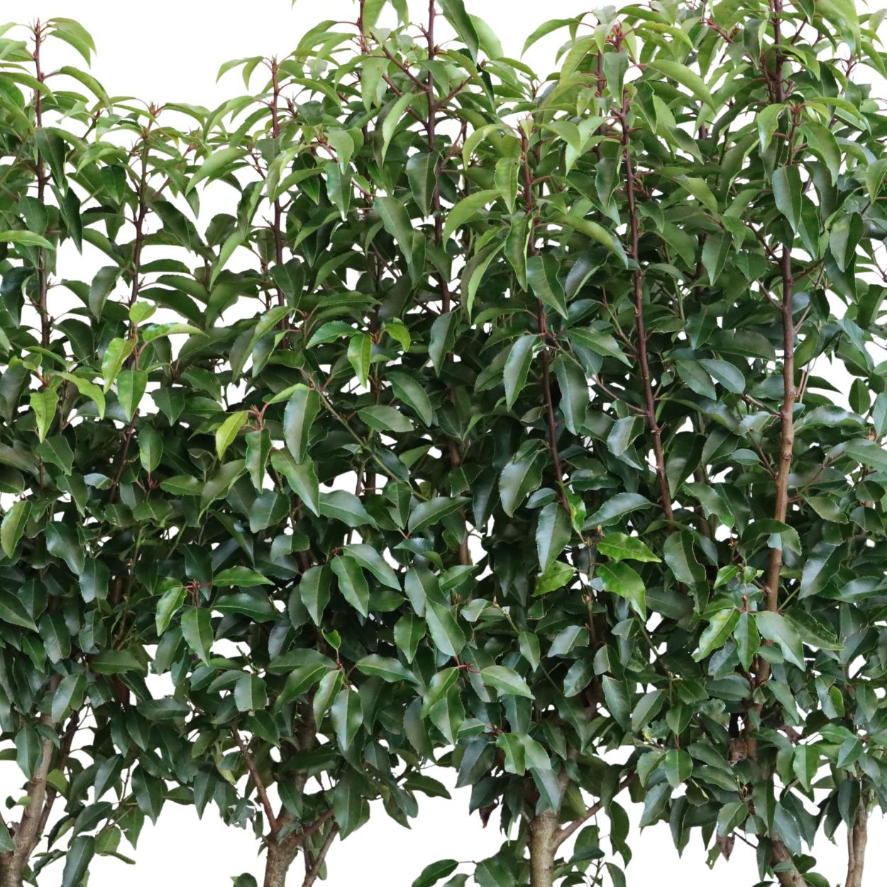 Prunus Lusitanica Angustifolia 20lt Trough 10 Units
