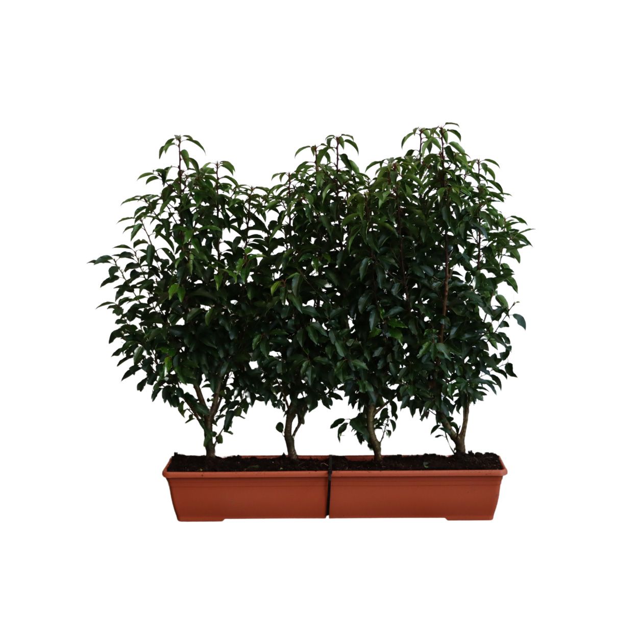 Prunus Lusitanica Angustifolia 20lt Trough 10 Units
