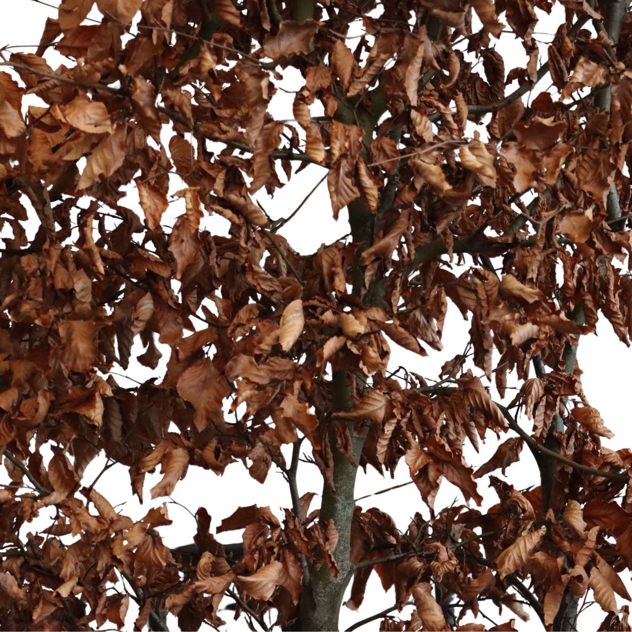 Fagus Sylvatica 110lt Trough Single