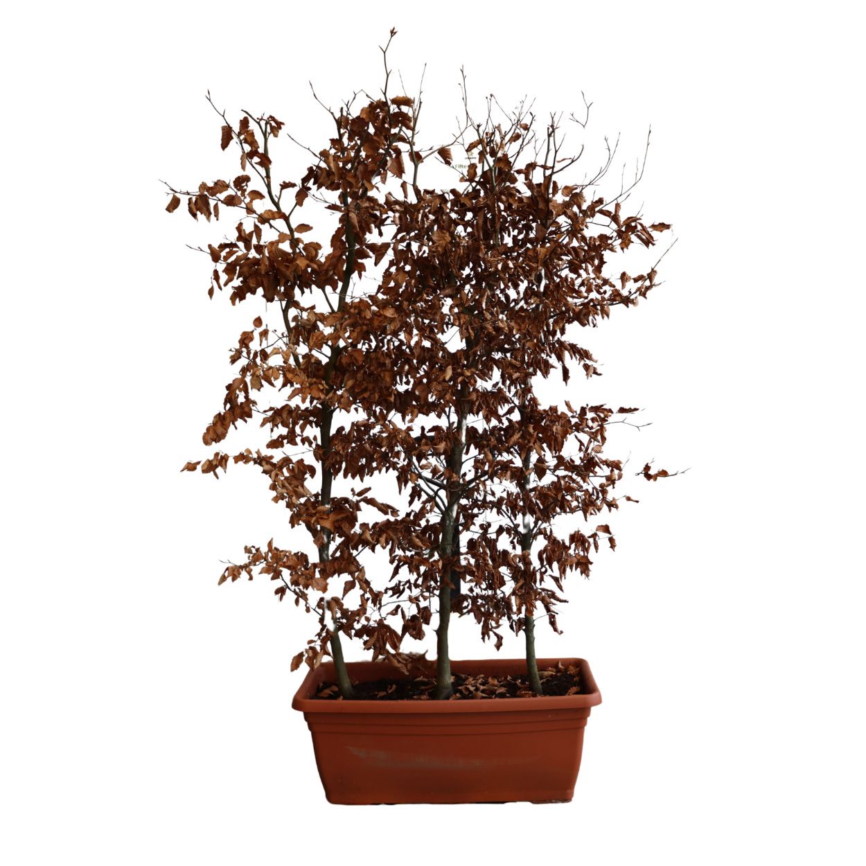 Fagus Sylvatica 110lt Trough Single