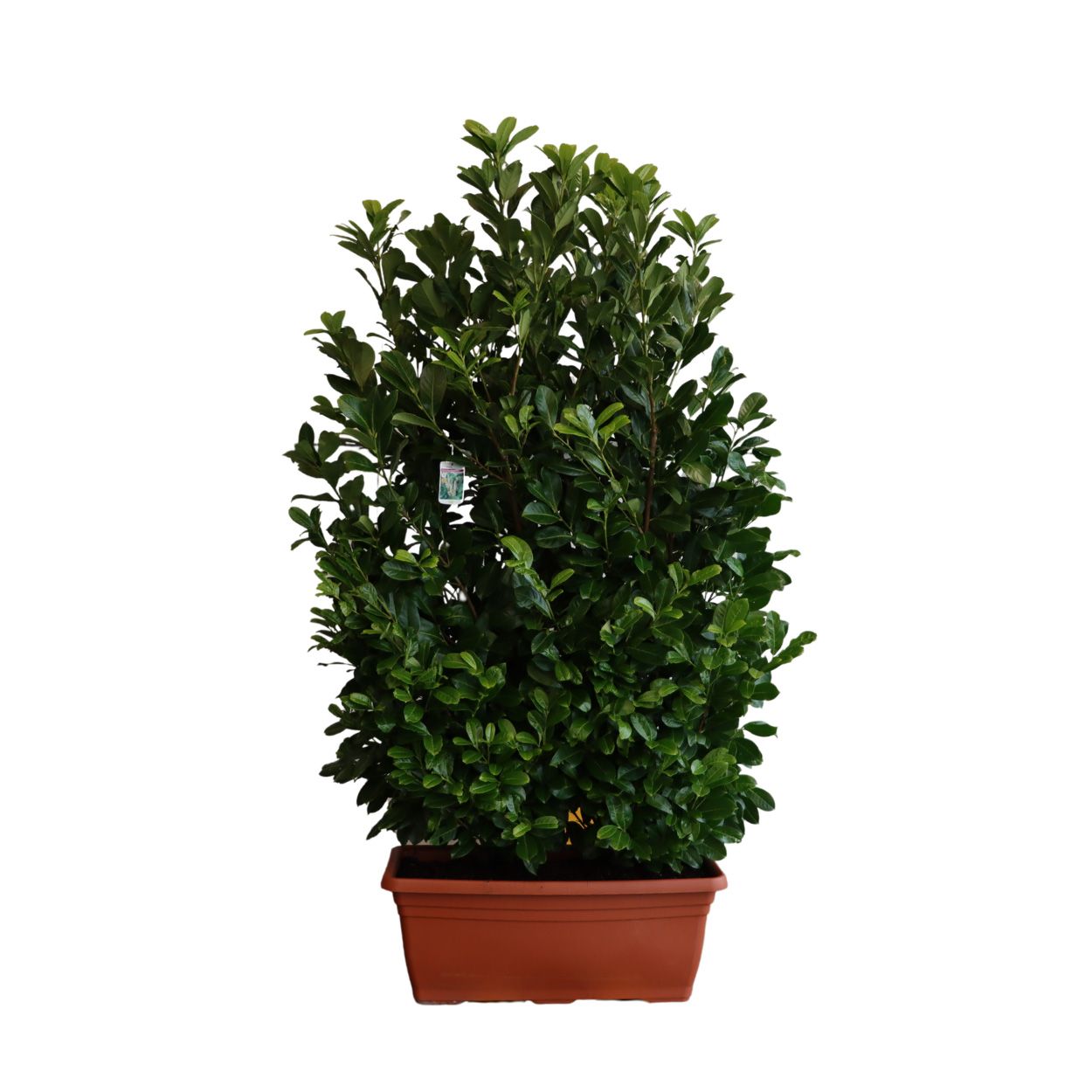 Prunus laur. Rotundifilia 110lt Trough Single